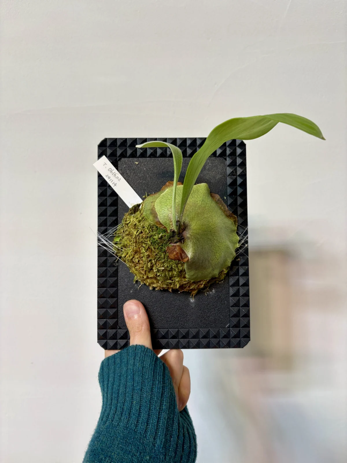 ビカクシダ　T.0616.02