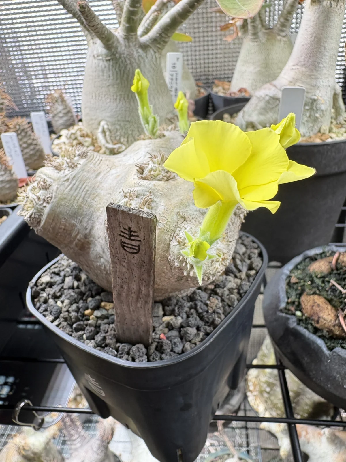 パキポディウム　ブレビカウレ　恵比寿笑い　開花