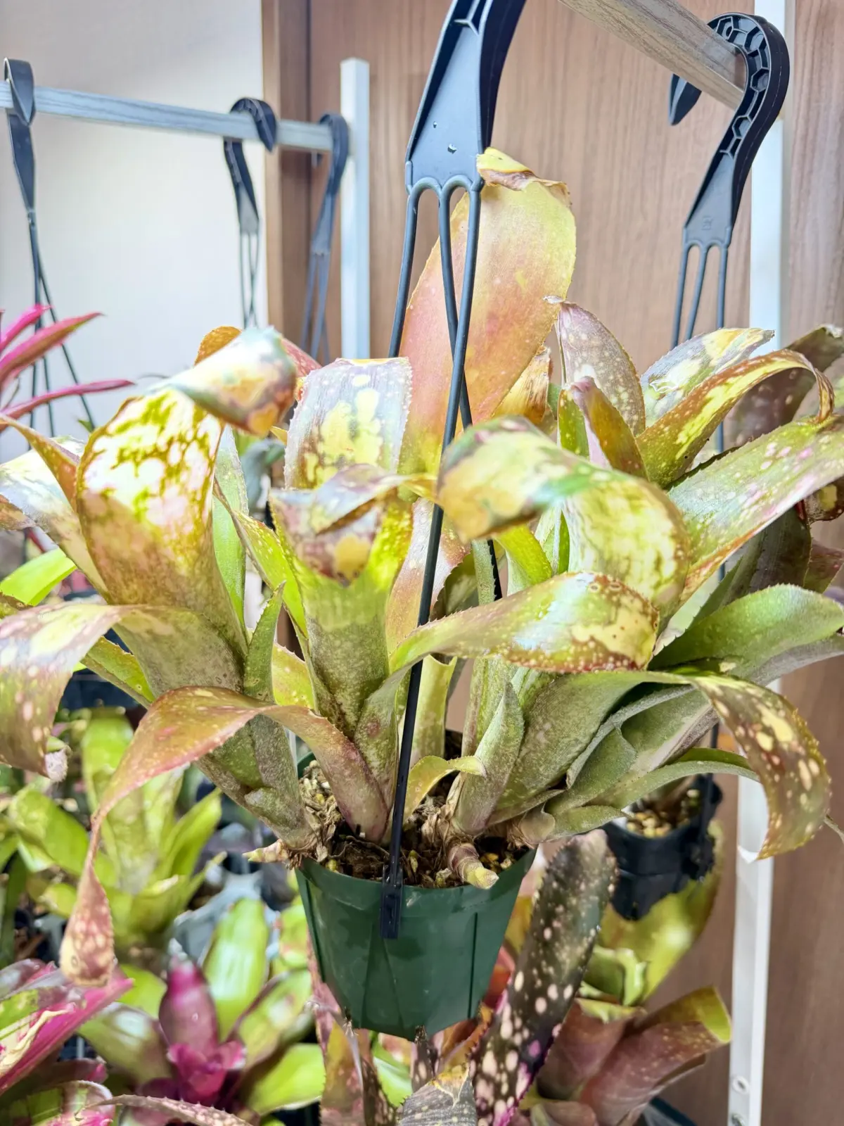 ビルベルギア　テキーラサンセット　群生