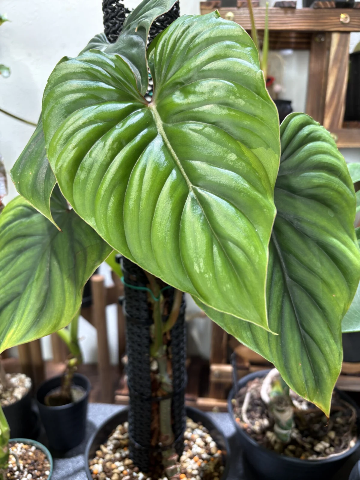 フィロデンドロン　プロウマニー