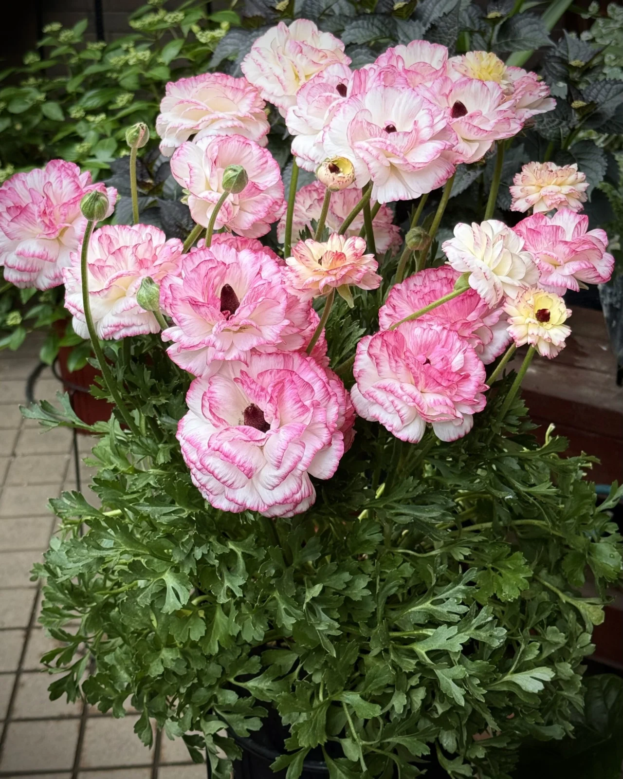 ラナンキュラス