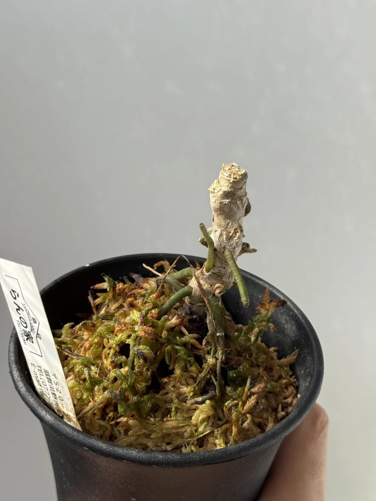 アンスリウム ワロクアナム