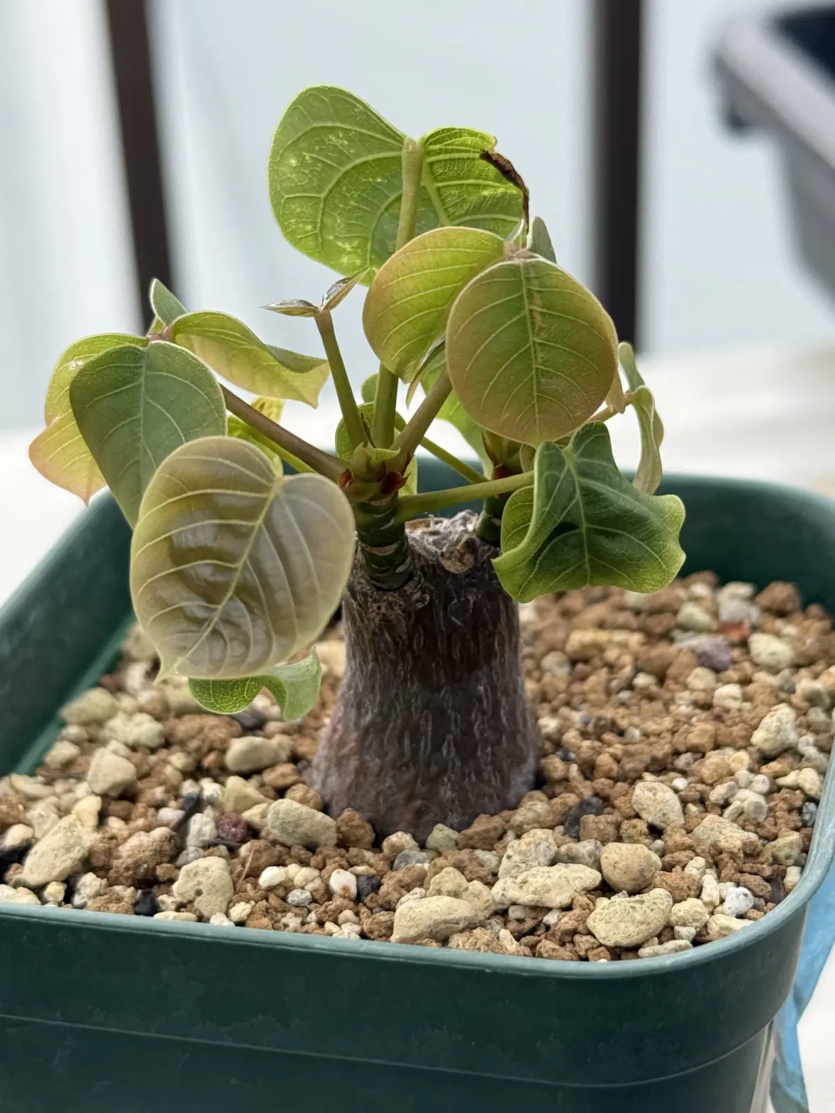 ボンバックス　矮性？