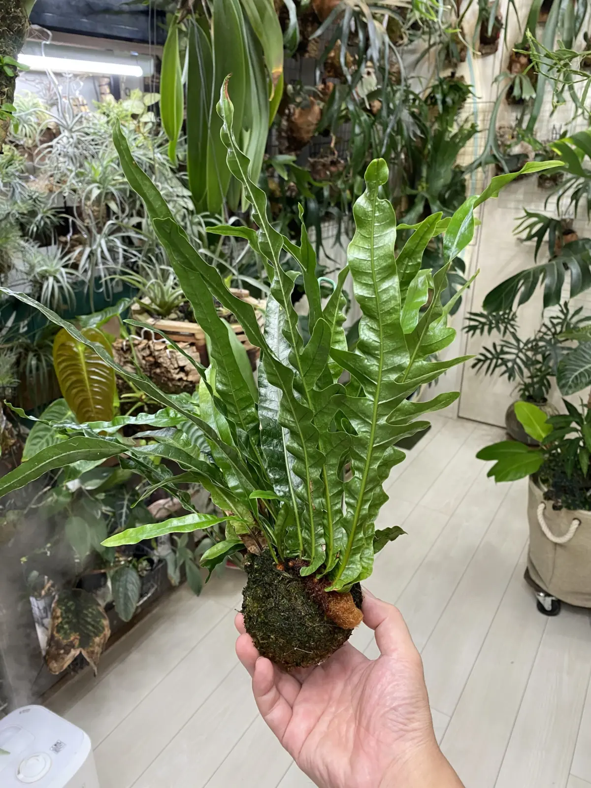 ドリナリア　コロナンス