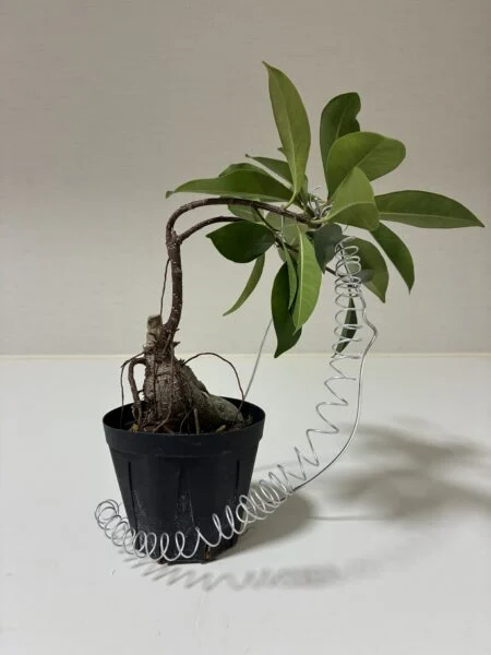 ガジュマル