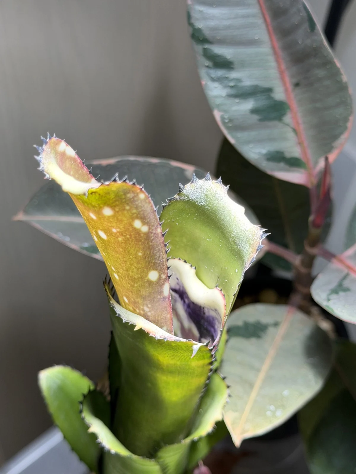 ビルベルギア カハカイ #B その後