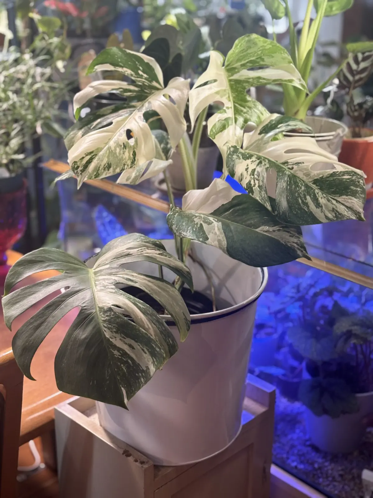 モンステラ　ホワイトタイガー