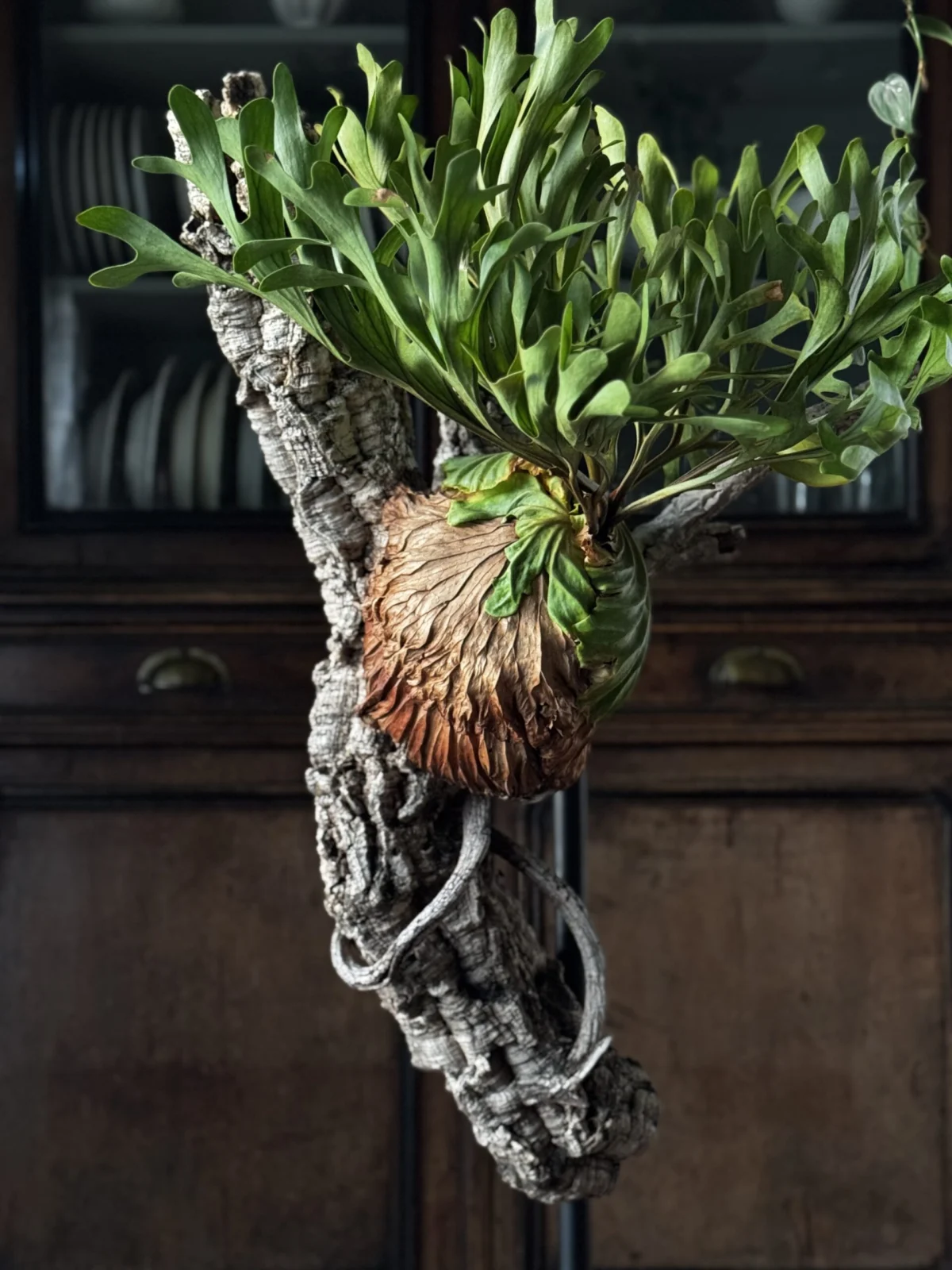 ビカクシダ　リドレイ