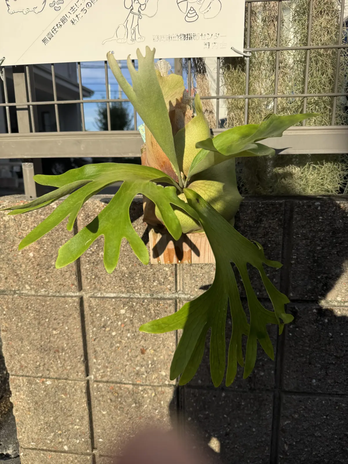 ビカクシダ　ディバーシフォリウム✕ウィリンキーくるくる