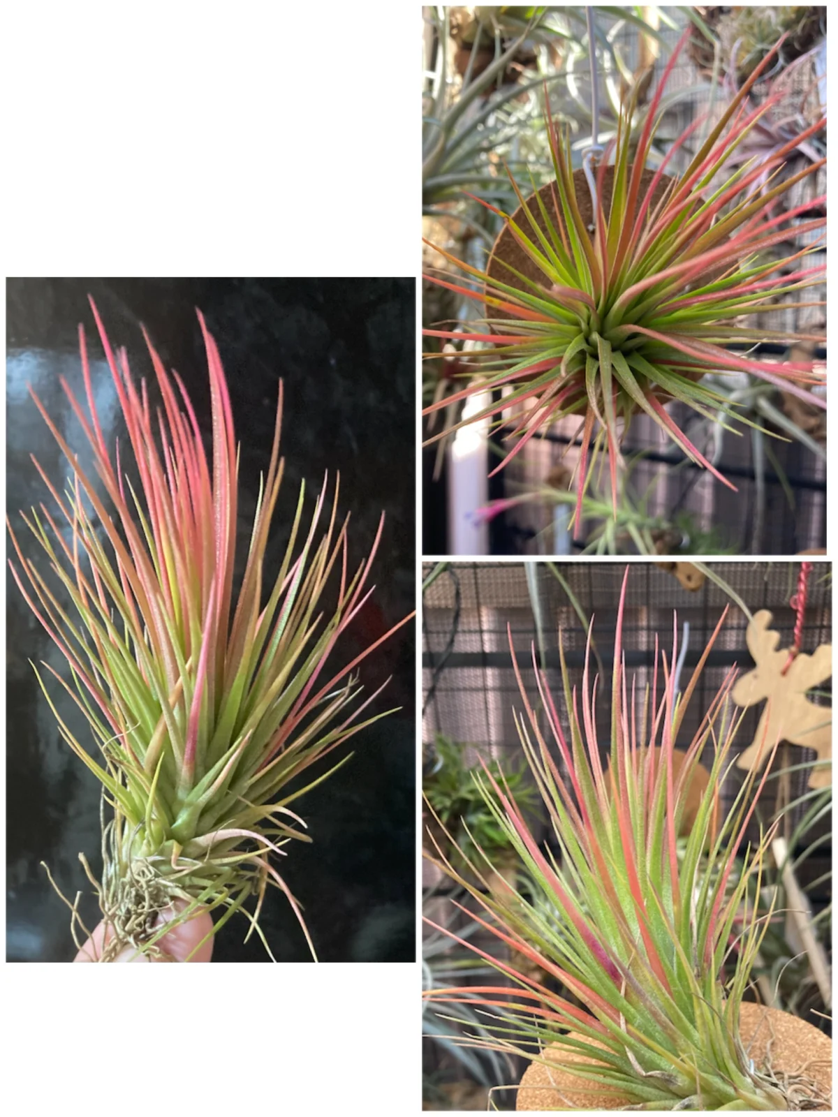 ティランジア フンキアナ×ブラキカウロス