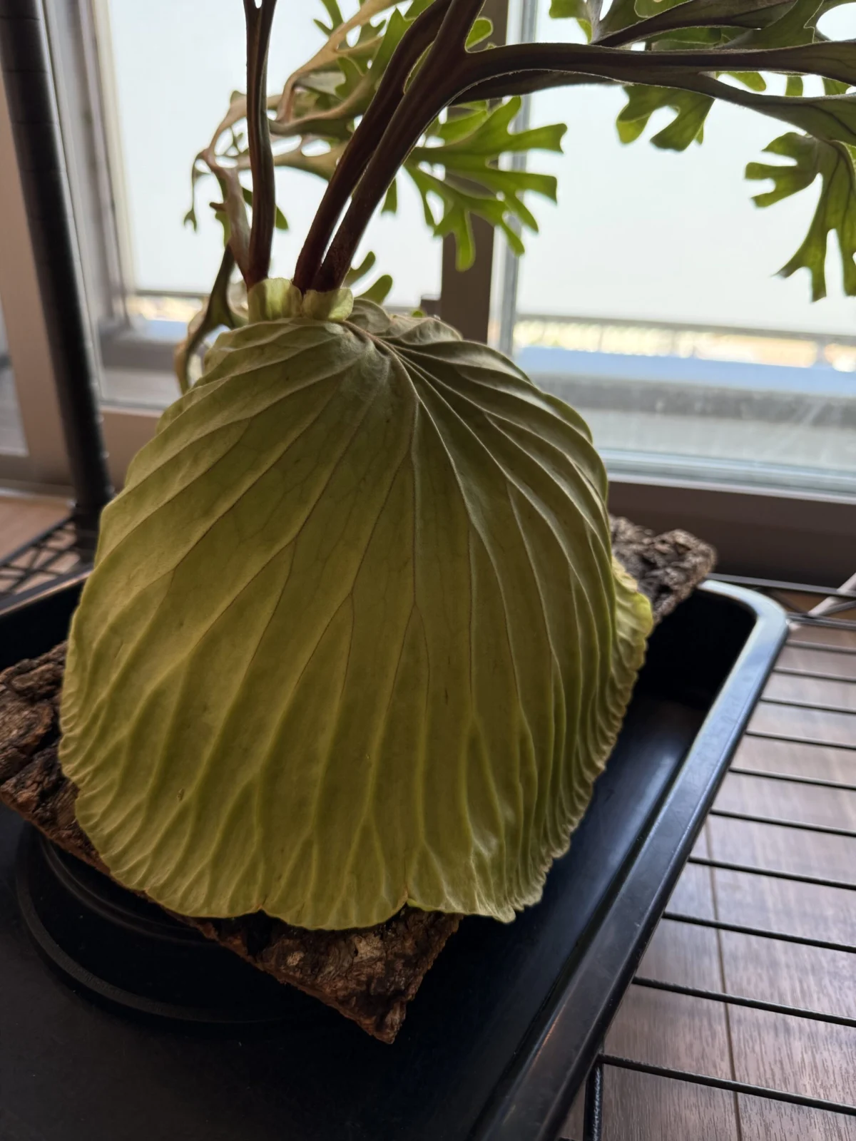 ビカクシダ　リドレイ