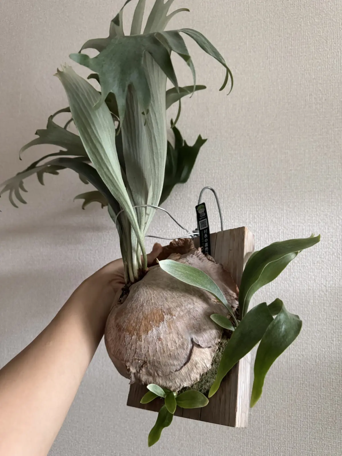 ビカクシダ　キヨマサ　清正