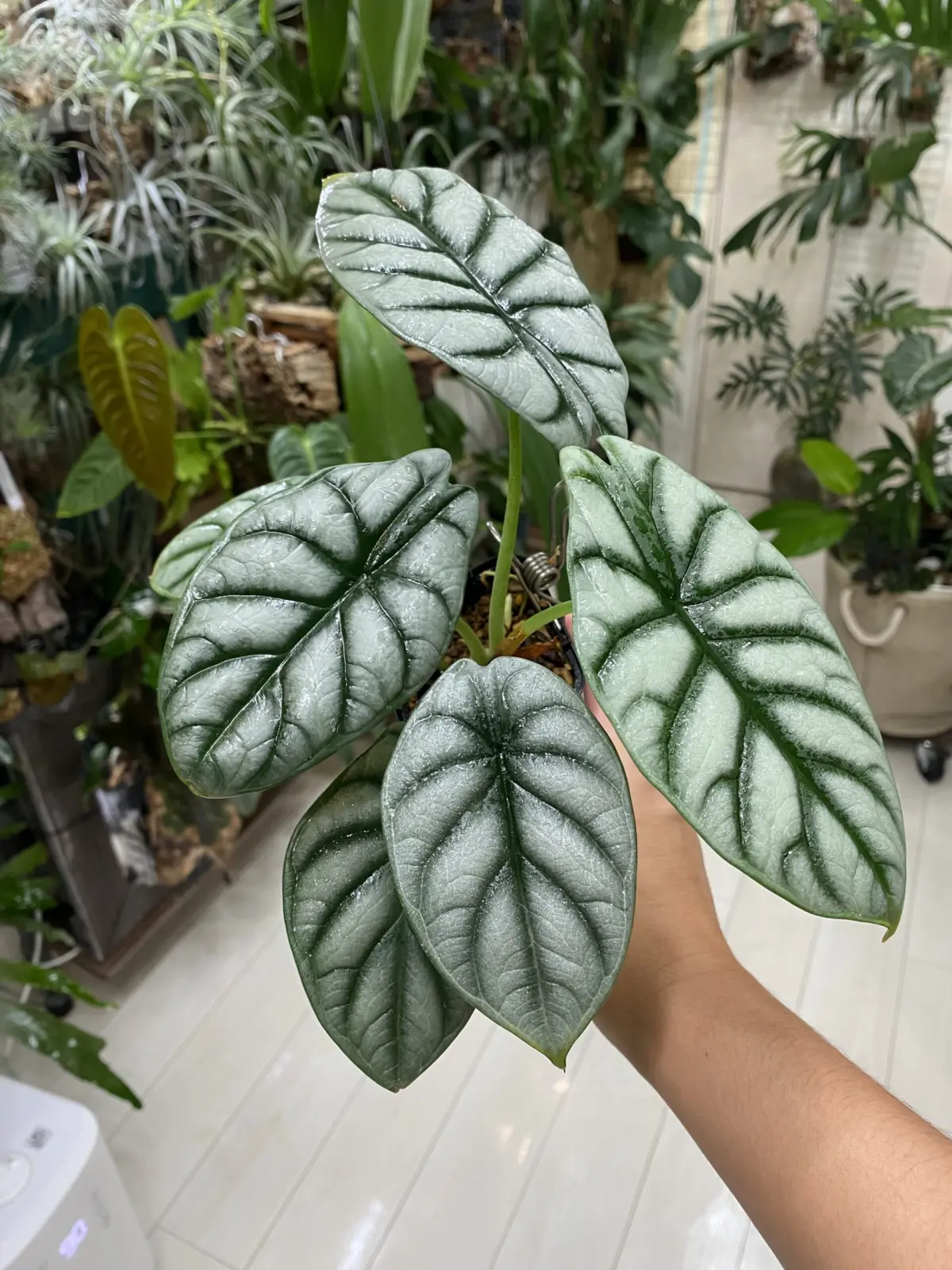 アロカシア　シルバードラゴン