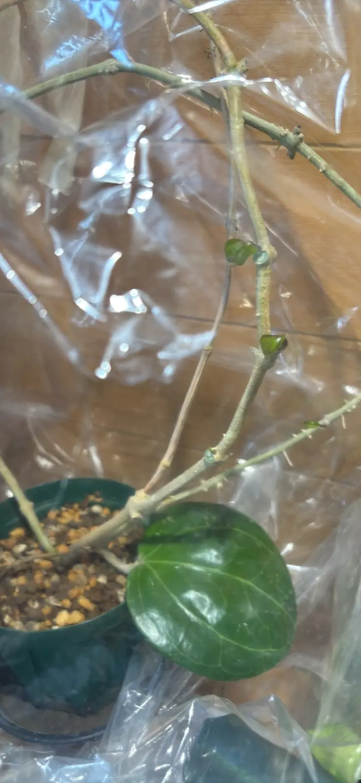 ホヤ サラワッククリーム 全密閉