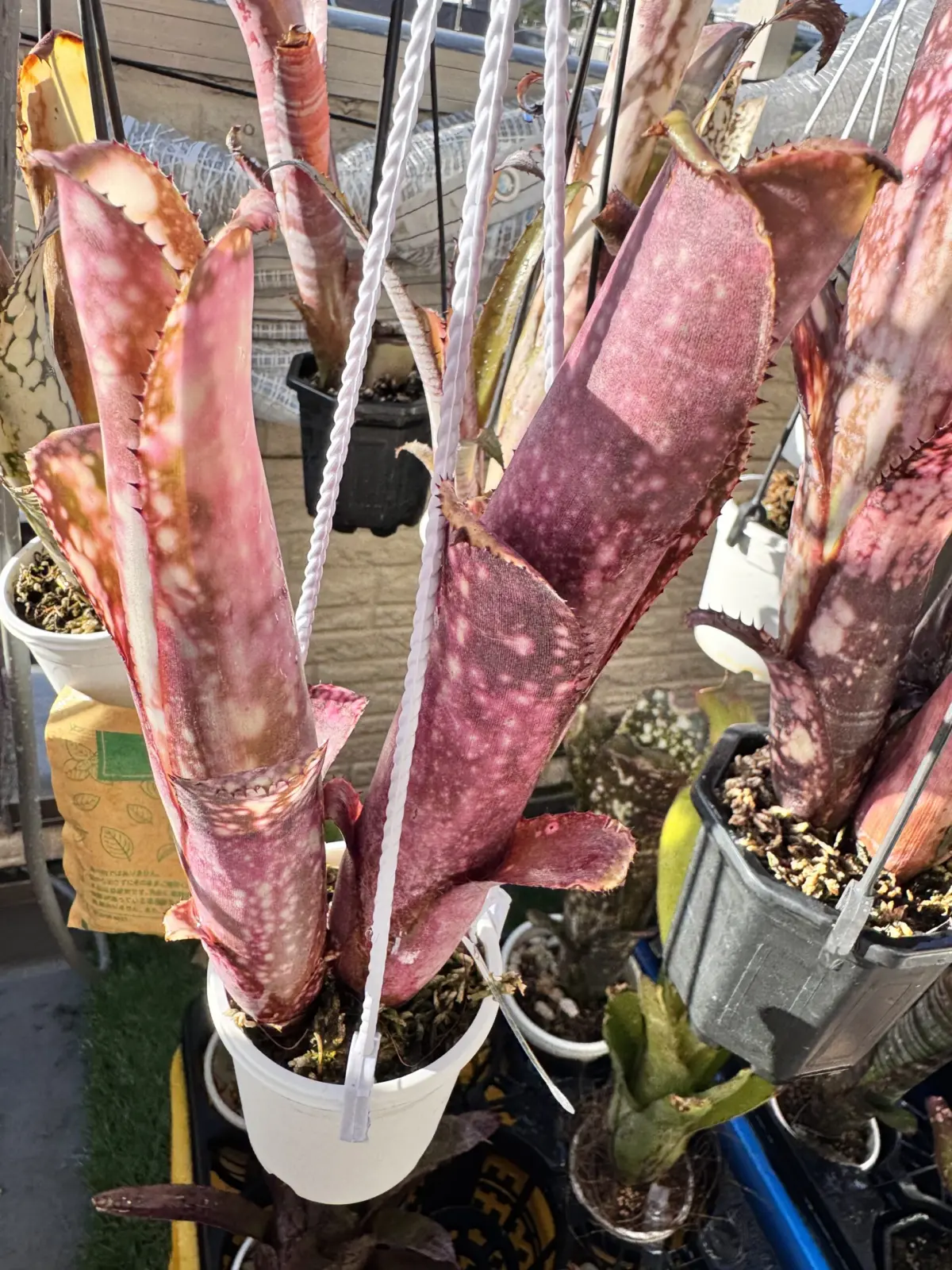 ビルベルギア　アンコール