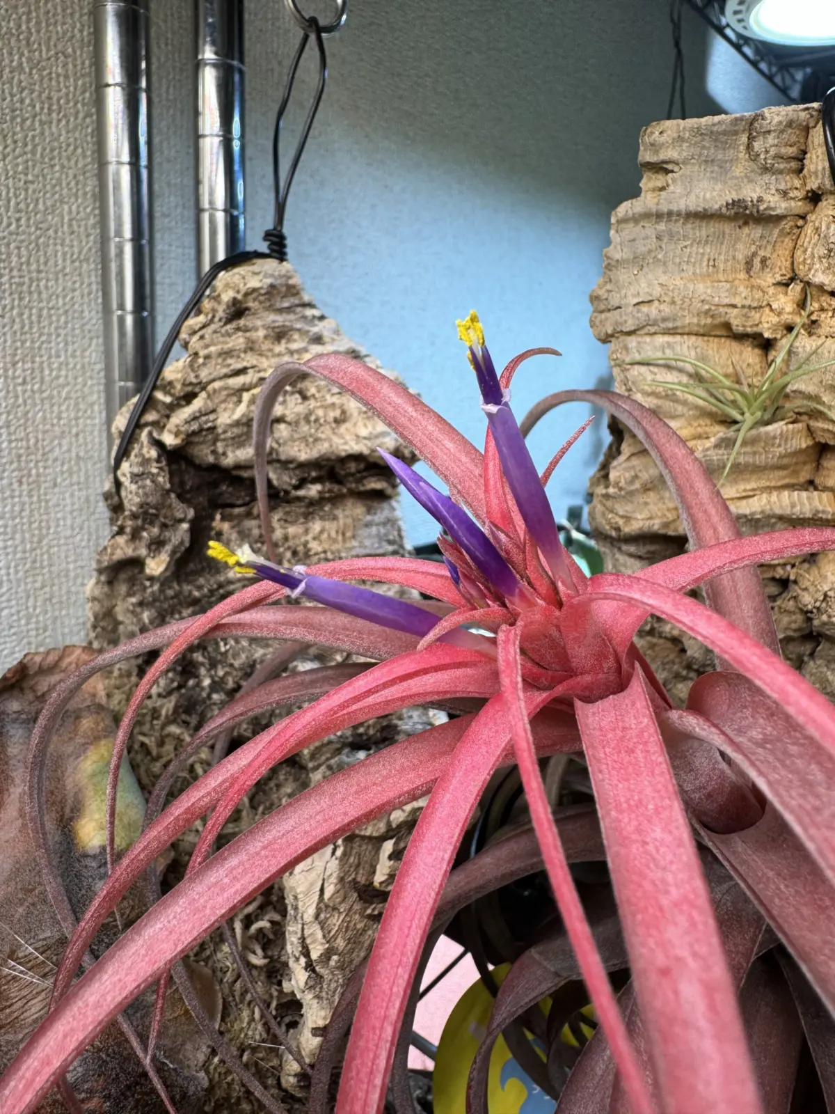 ティランジア　ラブノット