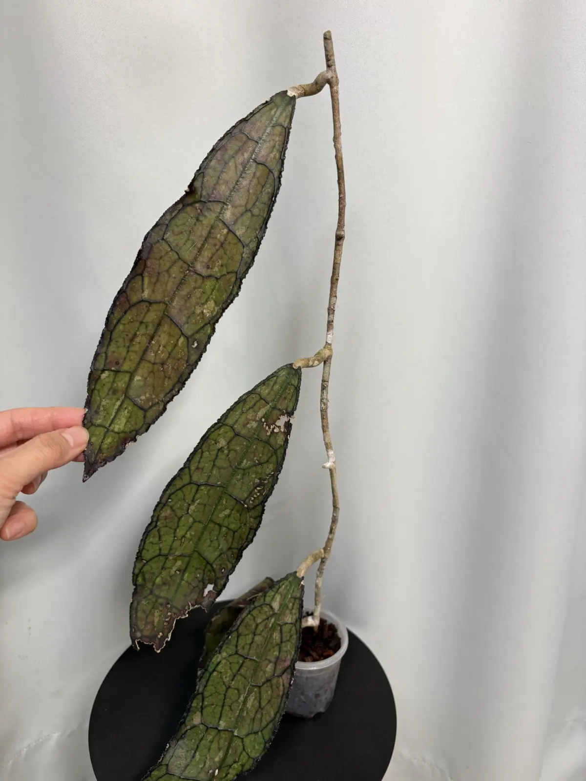 ホヤ　クレメンシオラム