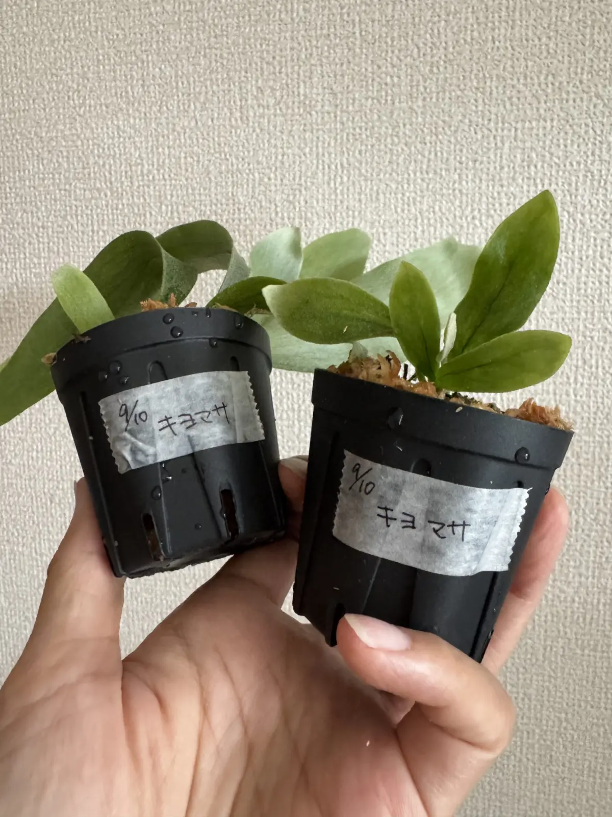 ビカクシダ　キヨマサ　清正