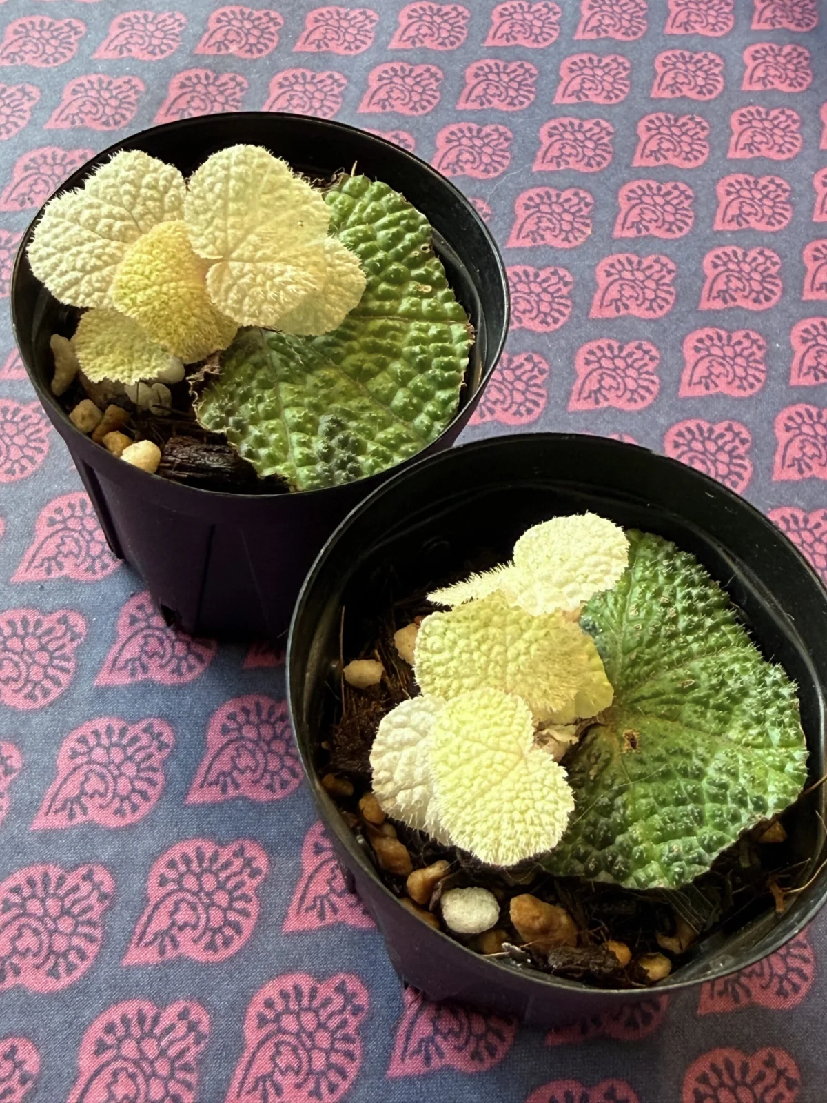 横浜　ベゴニア　ソリムタータ