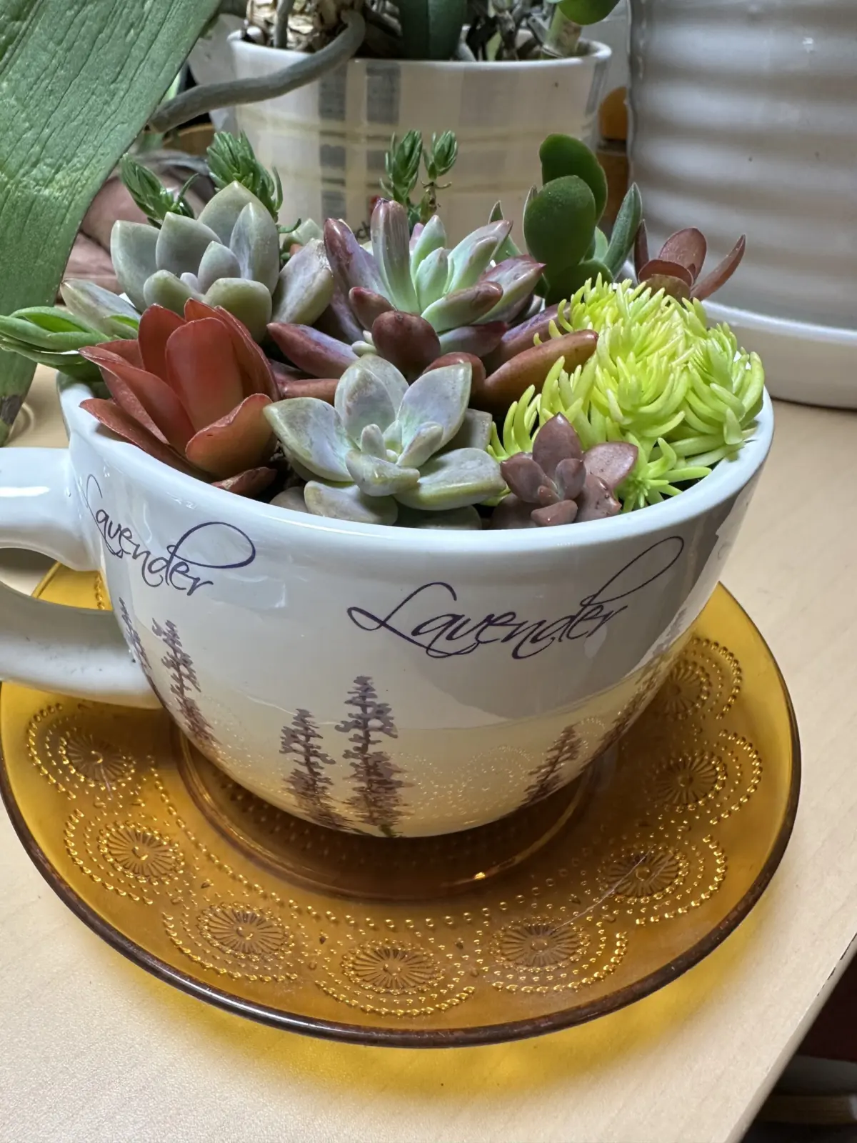 多肉植物寄せ植え