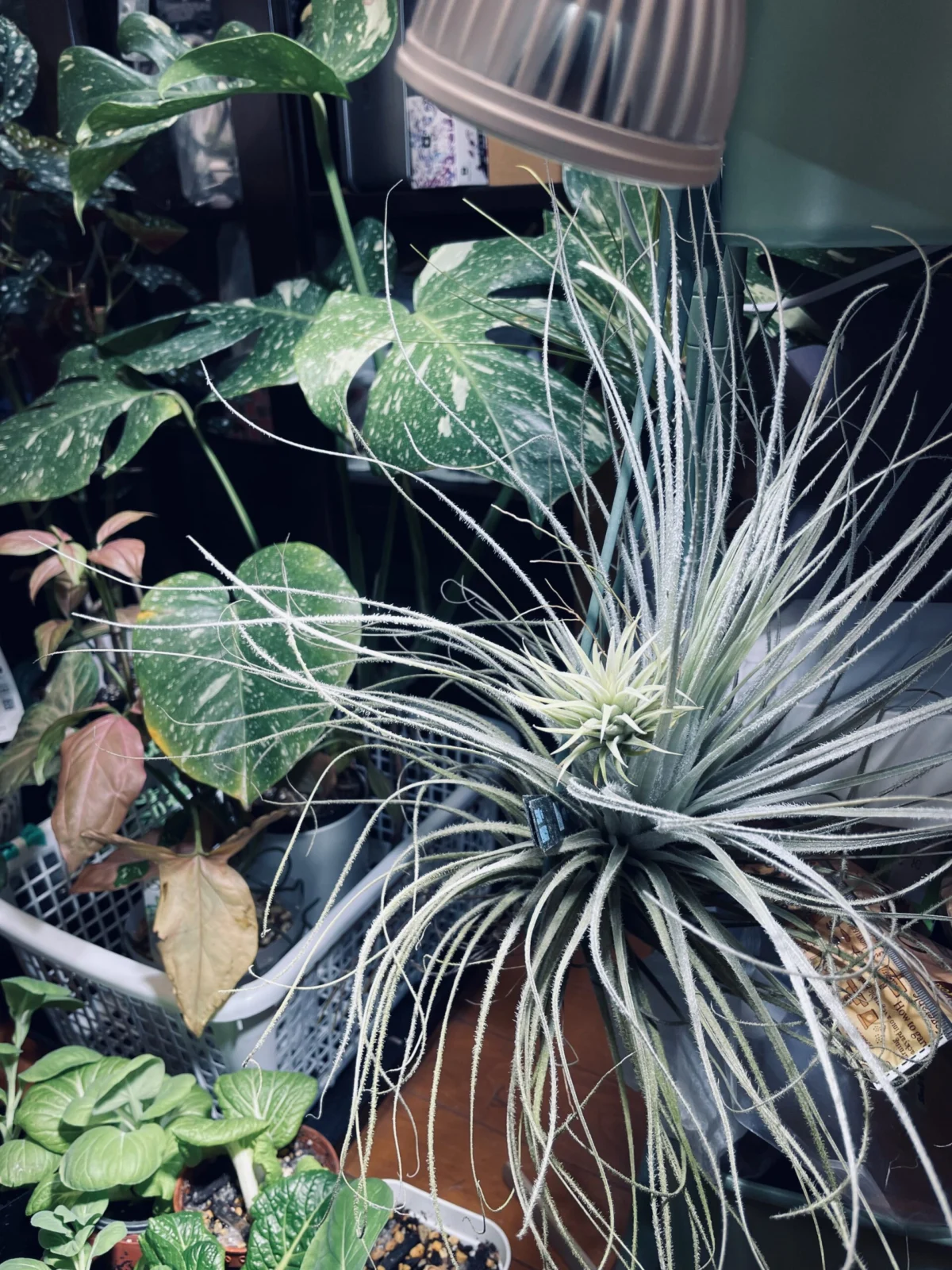 ティランジア テクトラム イオナンタ アルボマルギナータ