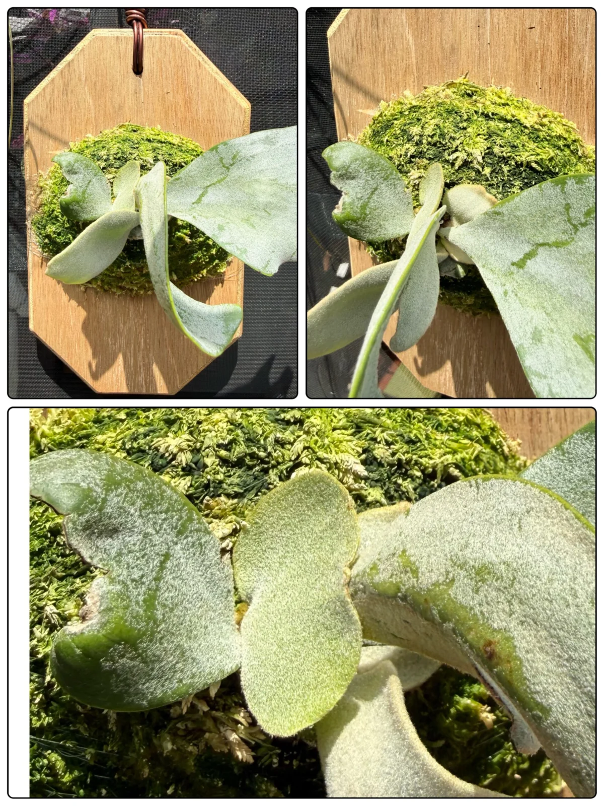 横浜　ビカクシダ　SSFoong x W4