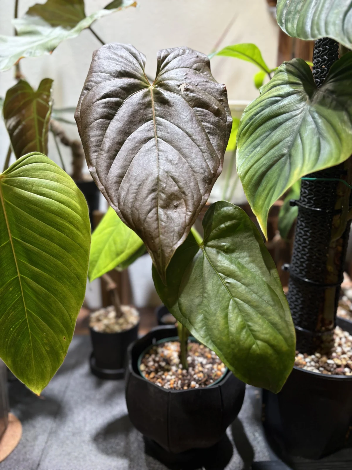 アンスリウム　ロムズレッド