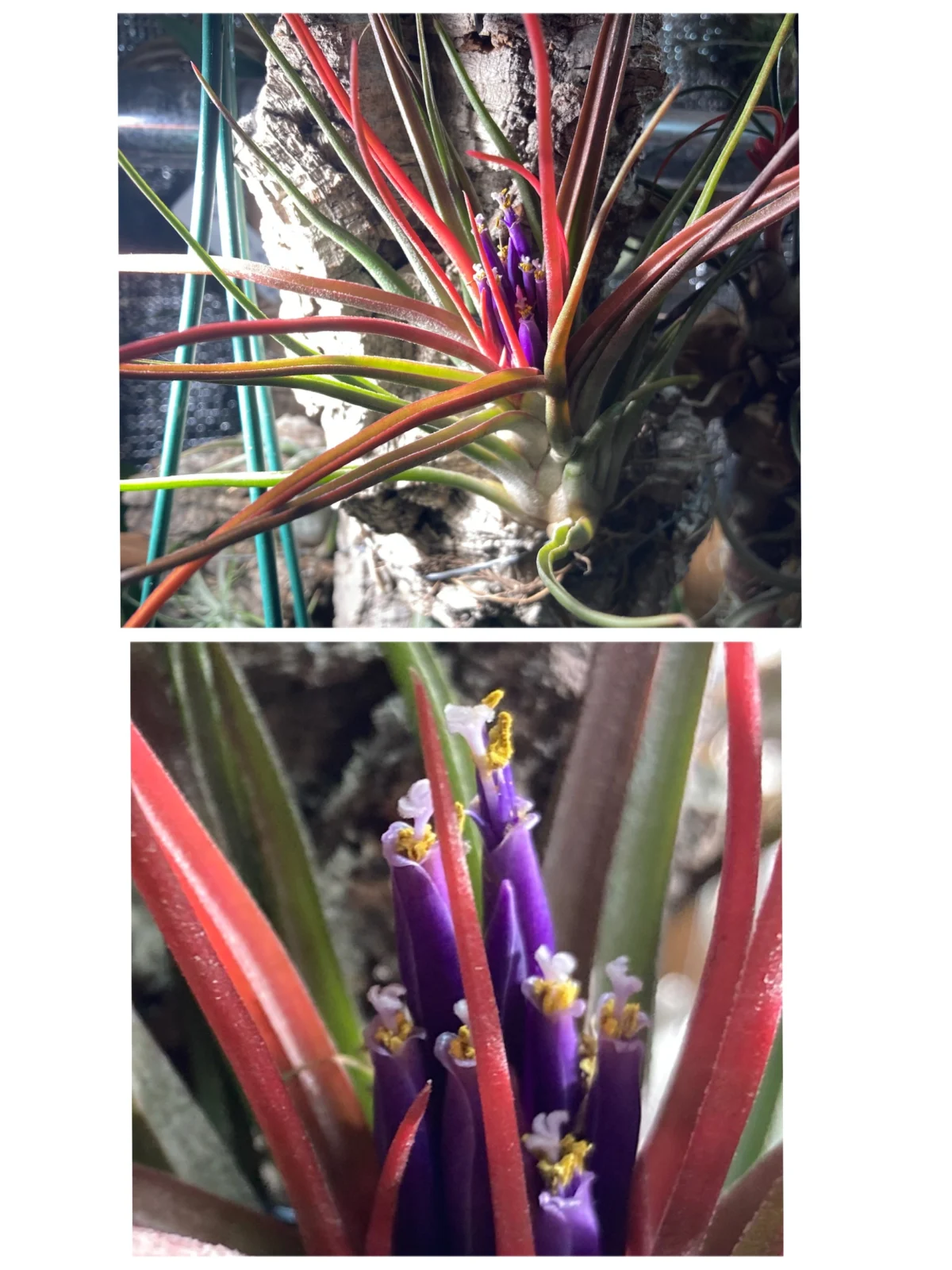 ティランジア ブルボーサ×イオナンタ 花