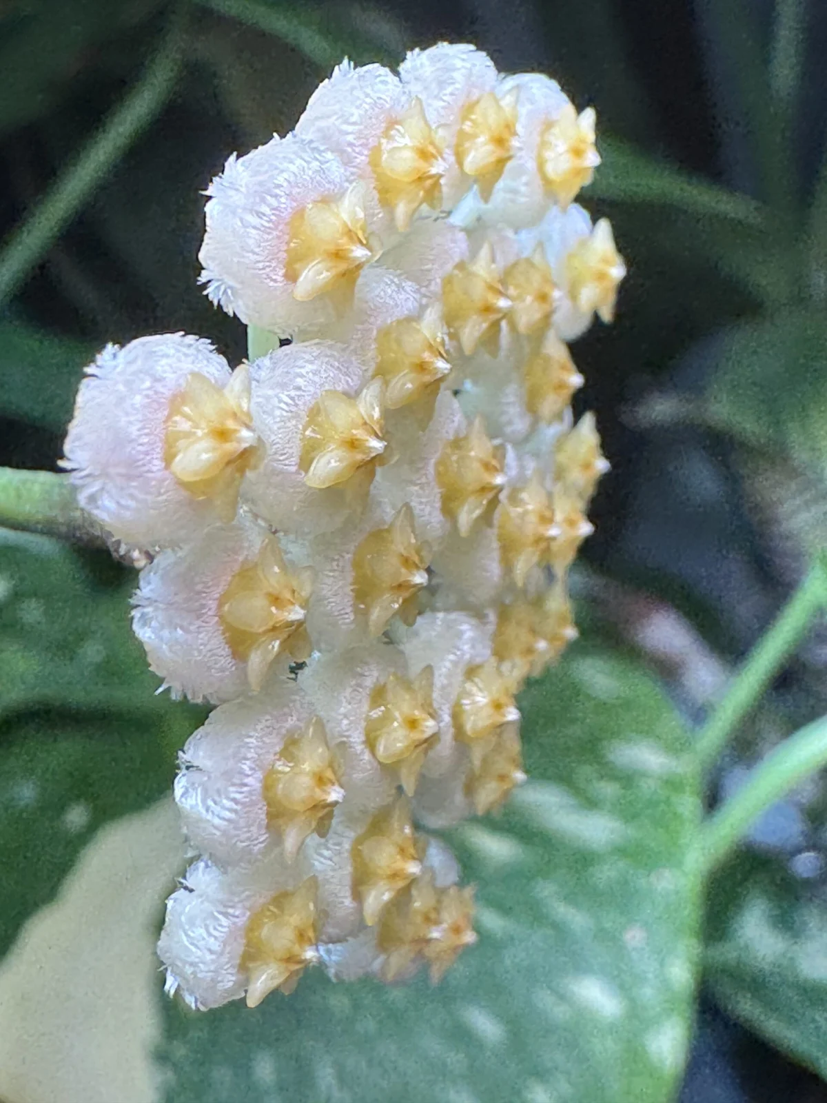 ホヤ　オブスクラ　花　横顔