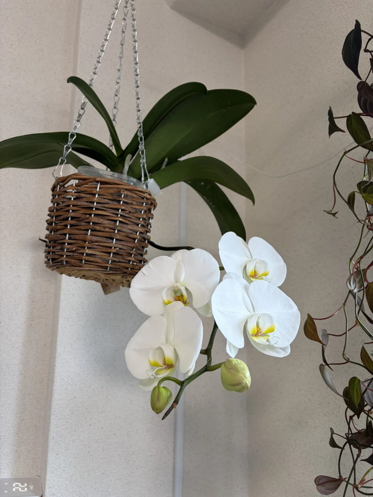 胡蝶蘭　ファレノプシス