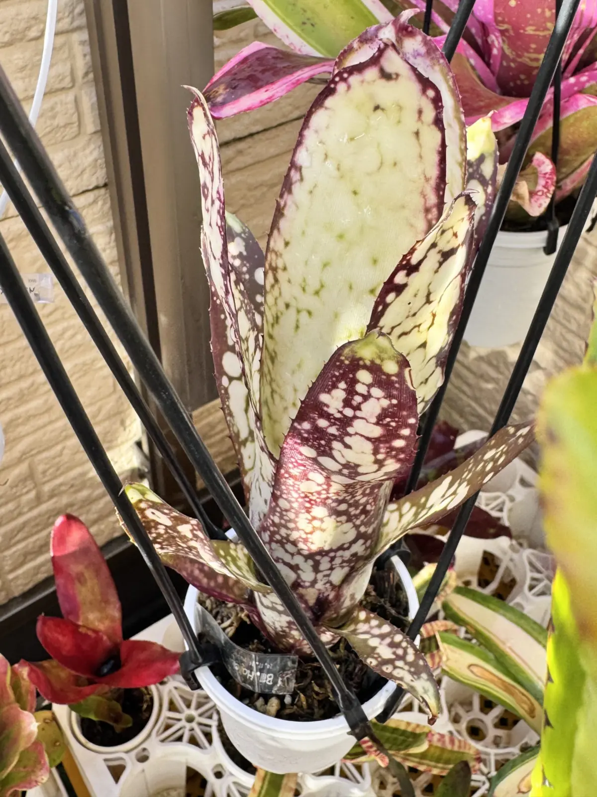 ビルベルギア　ハレルヤ×アラカイ