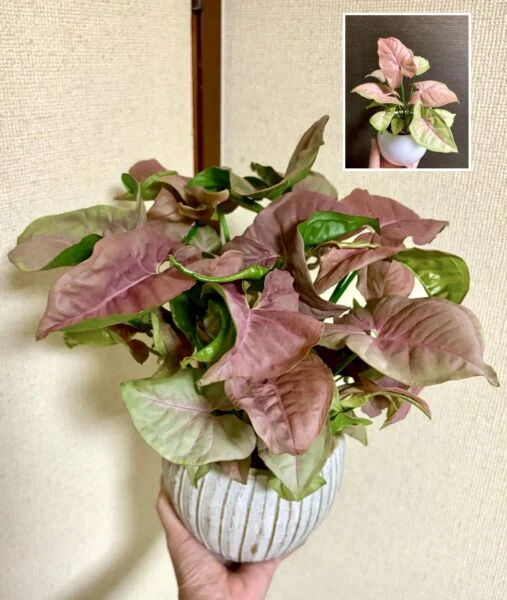 シンゴニウム ネオン ダイソー