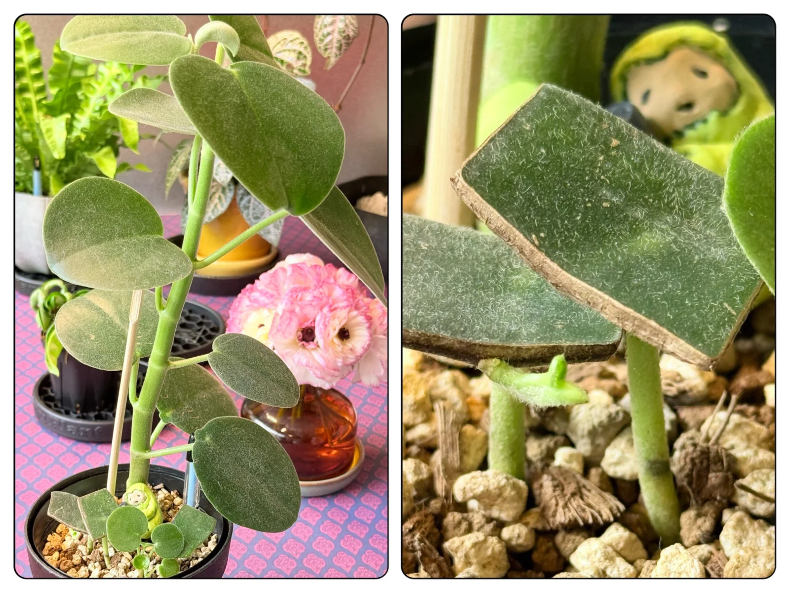 横浜　ペペロミア　ホバリア