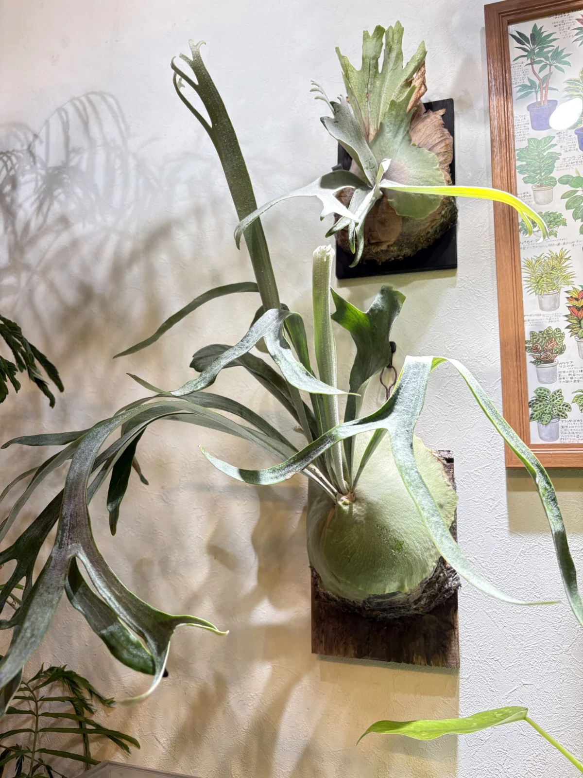 ビカクシダ　MW9