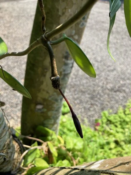ホヤ　カルノーサ　サクララン　結実　種子