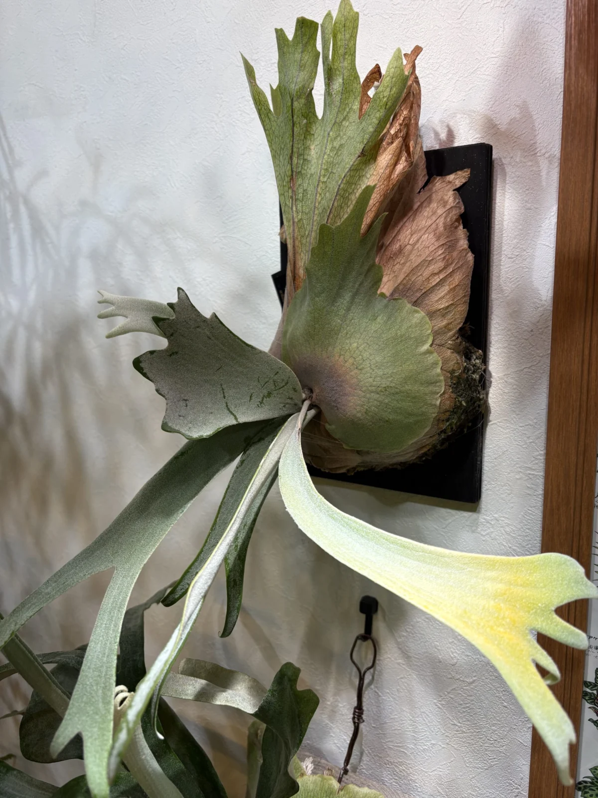 ビカクシダ　ホワイトベアークラウン　葉焼け