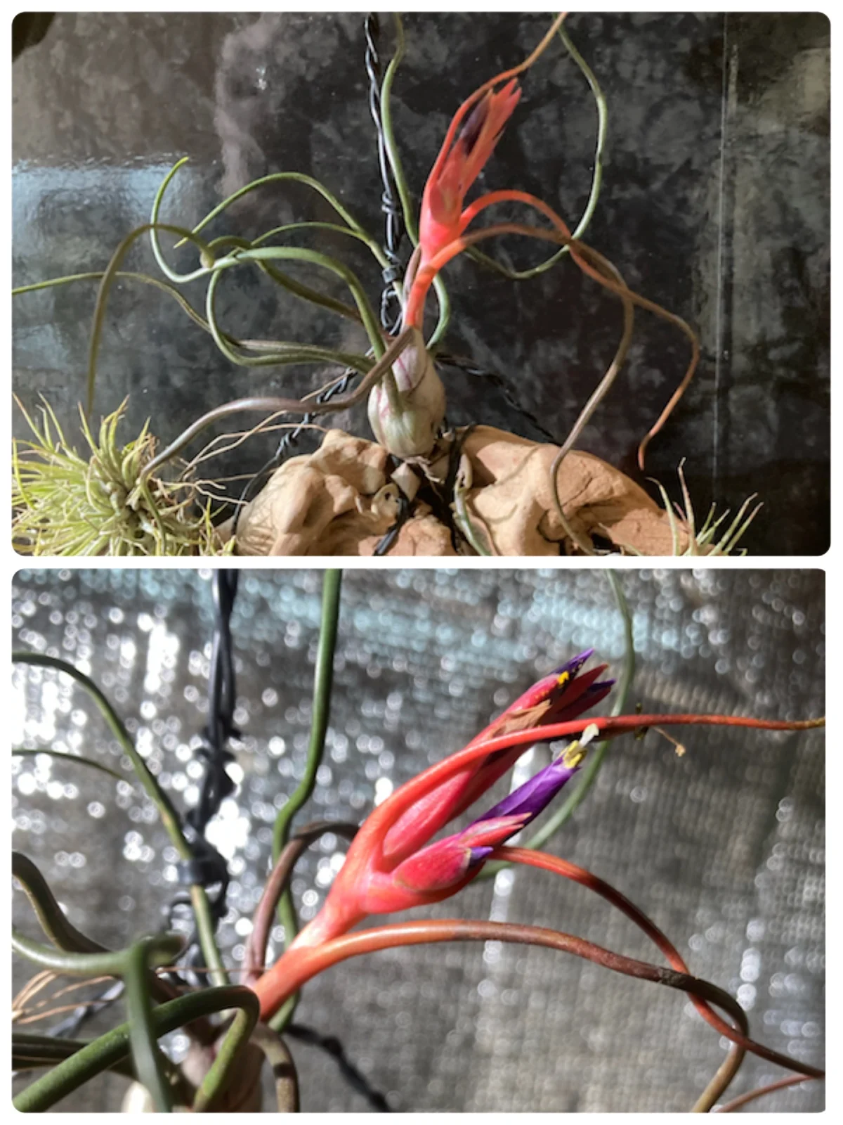 ティランジア ブルボーサ オレンジ 花