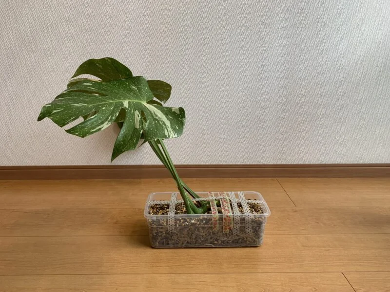 モンステラ　タイコンステレーション