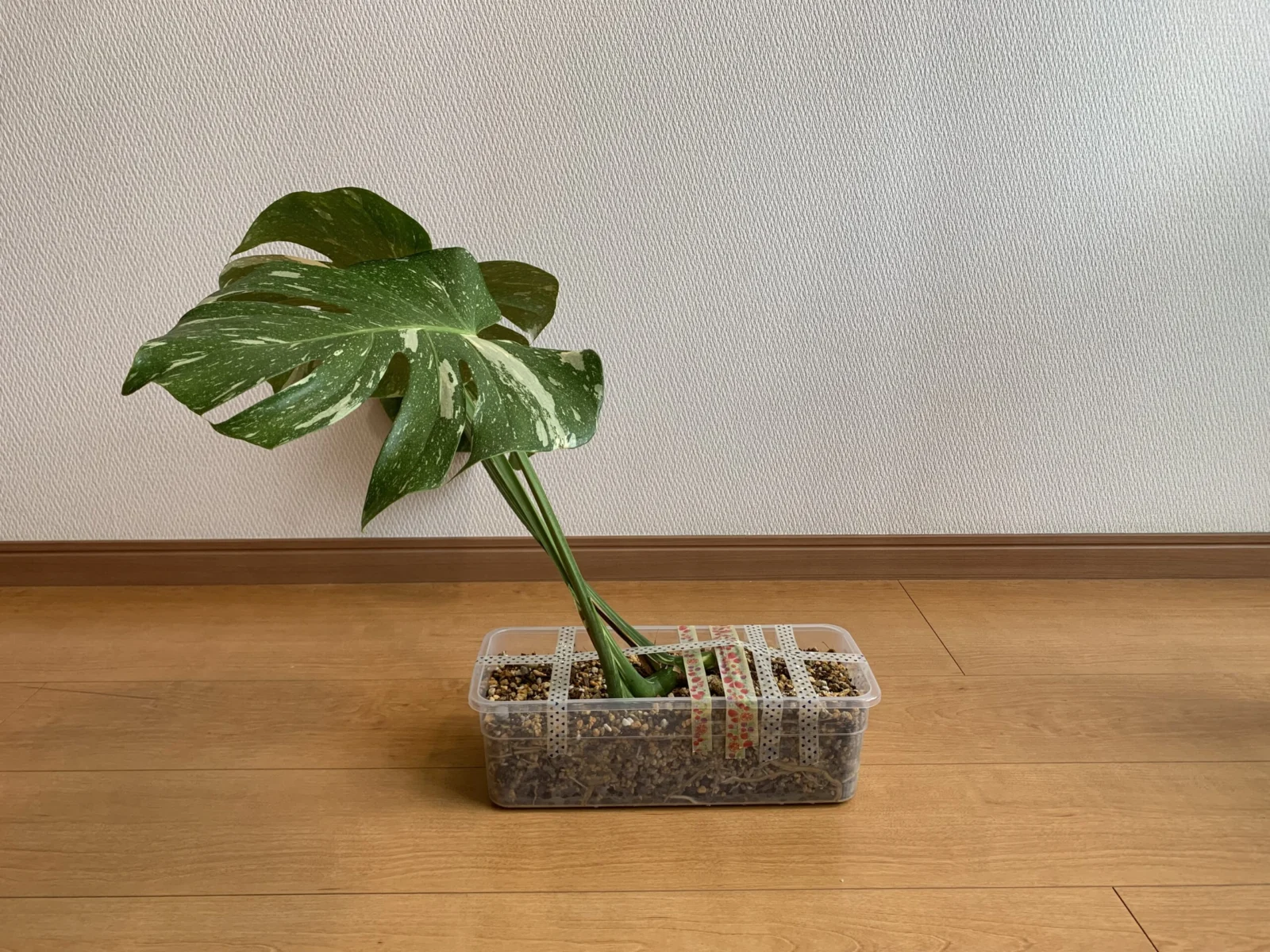 モンステラ　タイコンステレーション