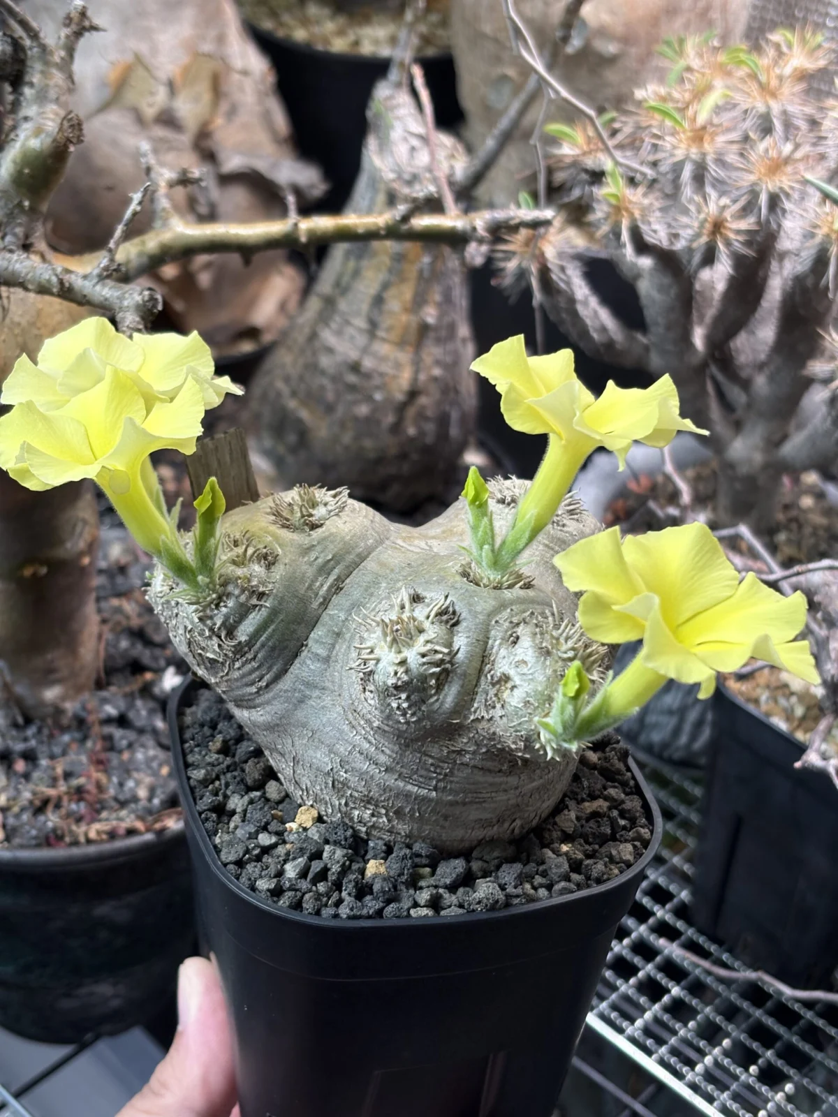 パキポディウム　ブレビカウレ　恵比寿笑い　花