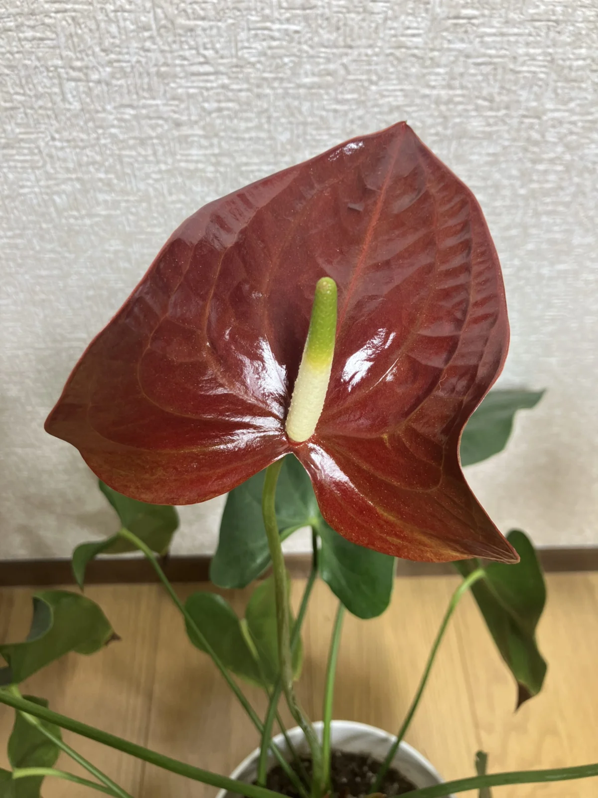 アンスリウム 品種不明 – Plants Navi