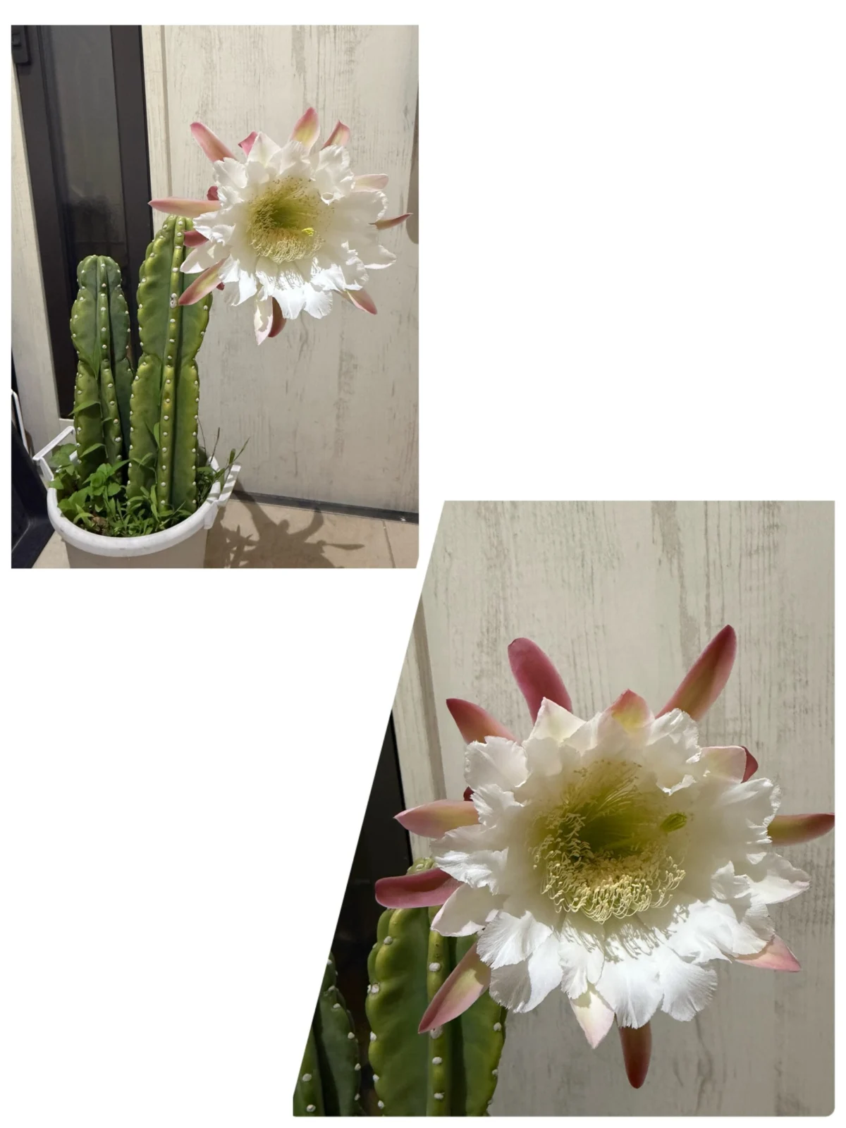鬼面角 柱サボテン 花