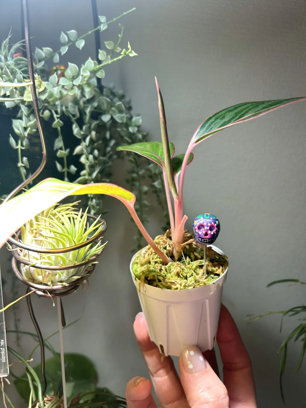 アグラオネマ モンコンファイ 新芽