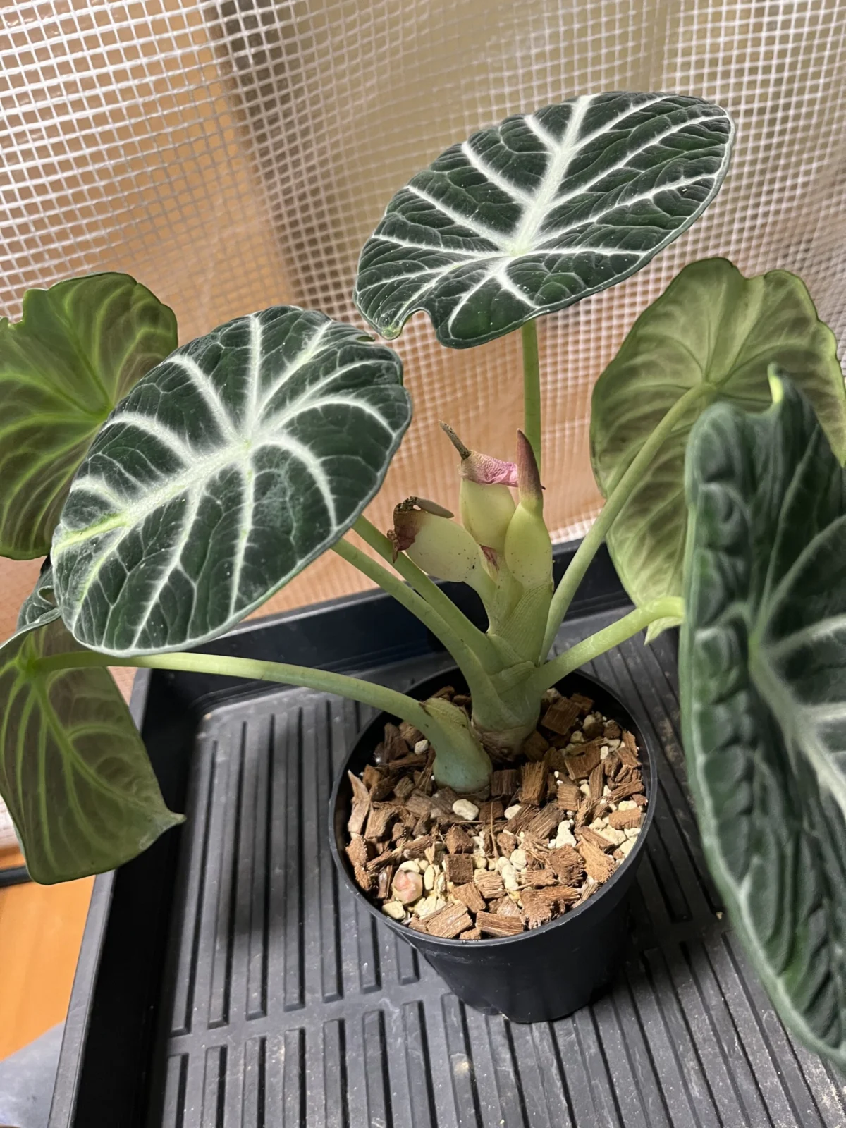 アロカシア ニンジャ