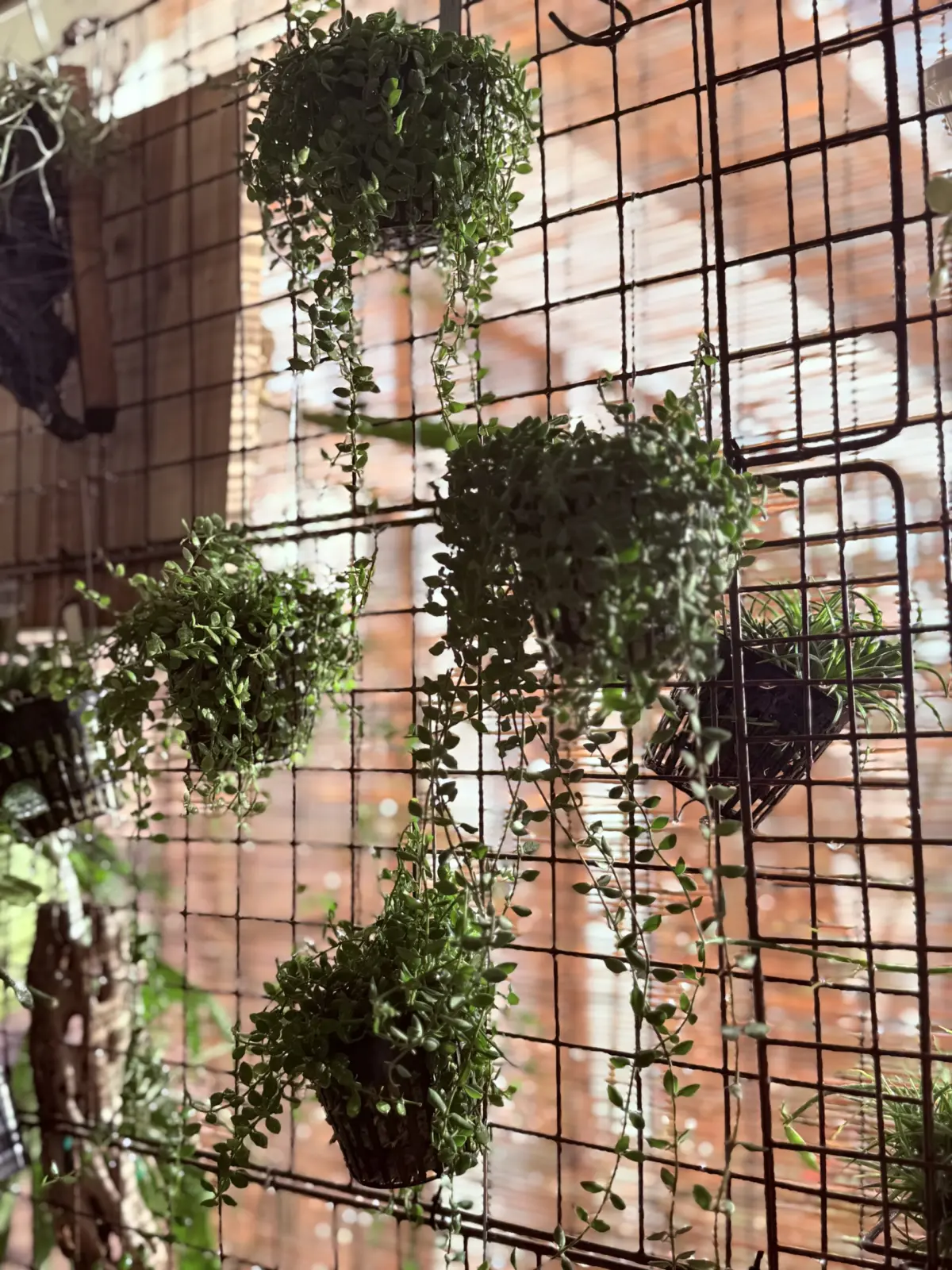 ディスキディアsp