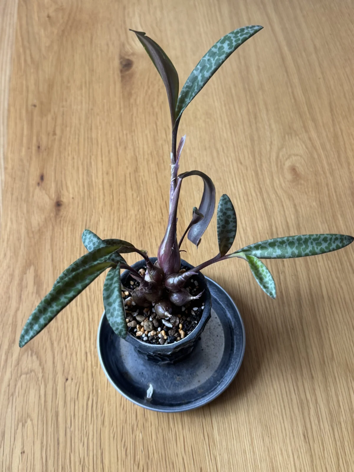 レデボウリア ソシアリス 豹紋