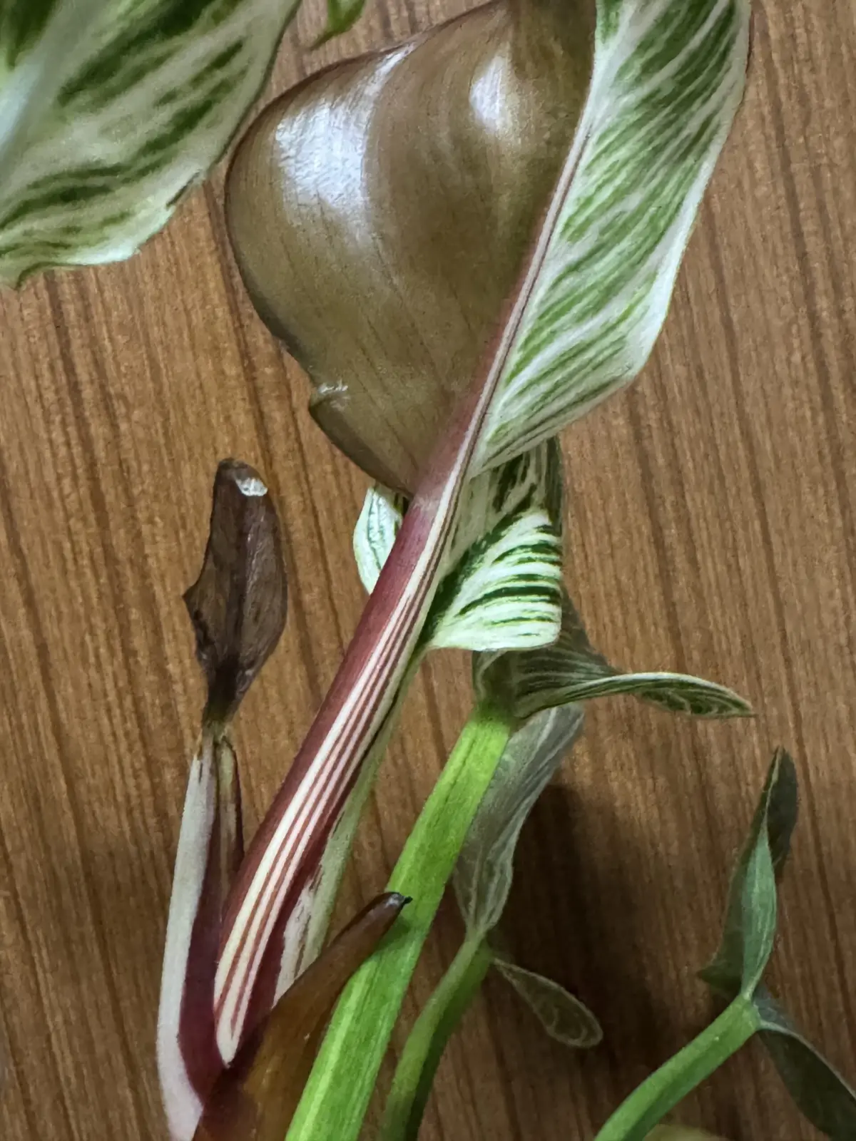 フィロデンドロン　バーキン　先祖返り