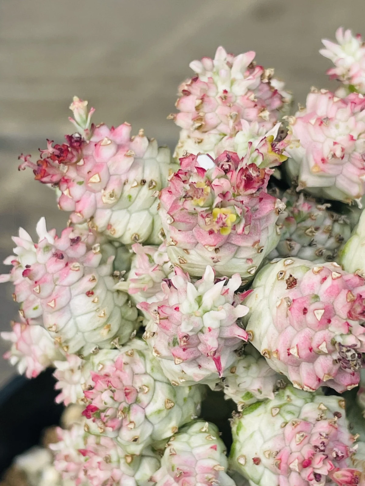 ユーフォルビア　ミルクトロン　シラカバキリン　花