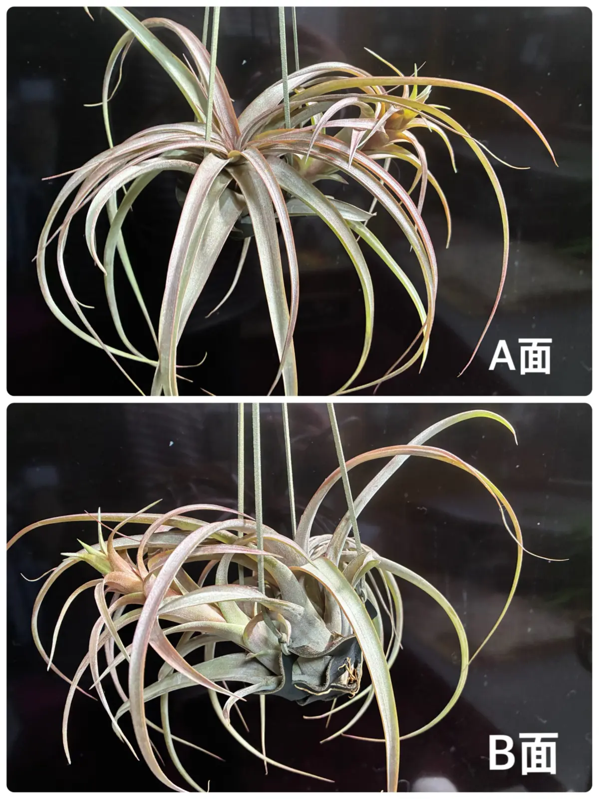 ティランジア ラブノット