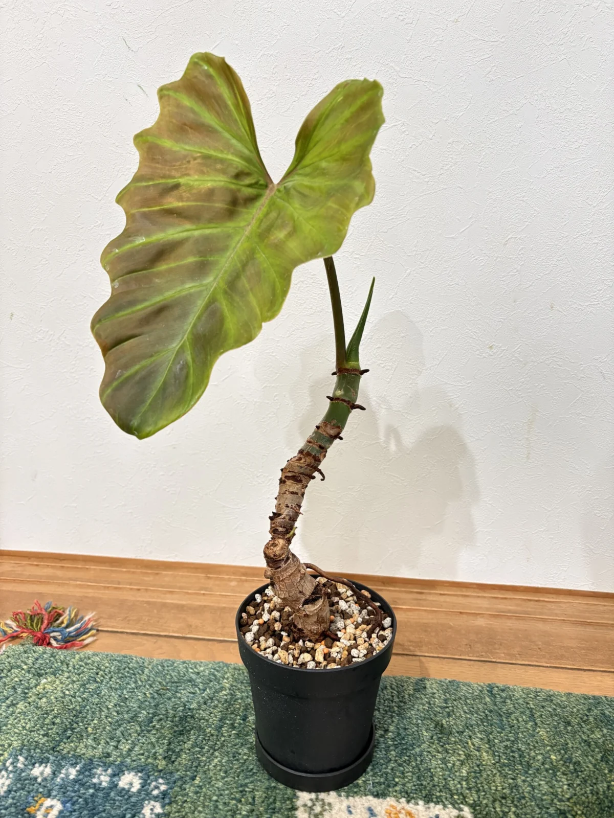 フィロデンドロン　札落ち　アロイド盆栽